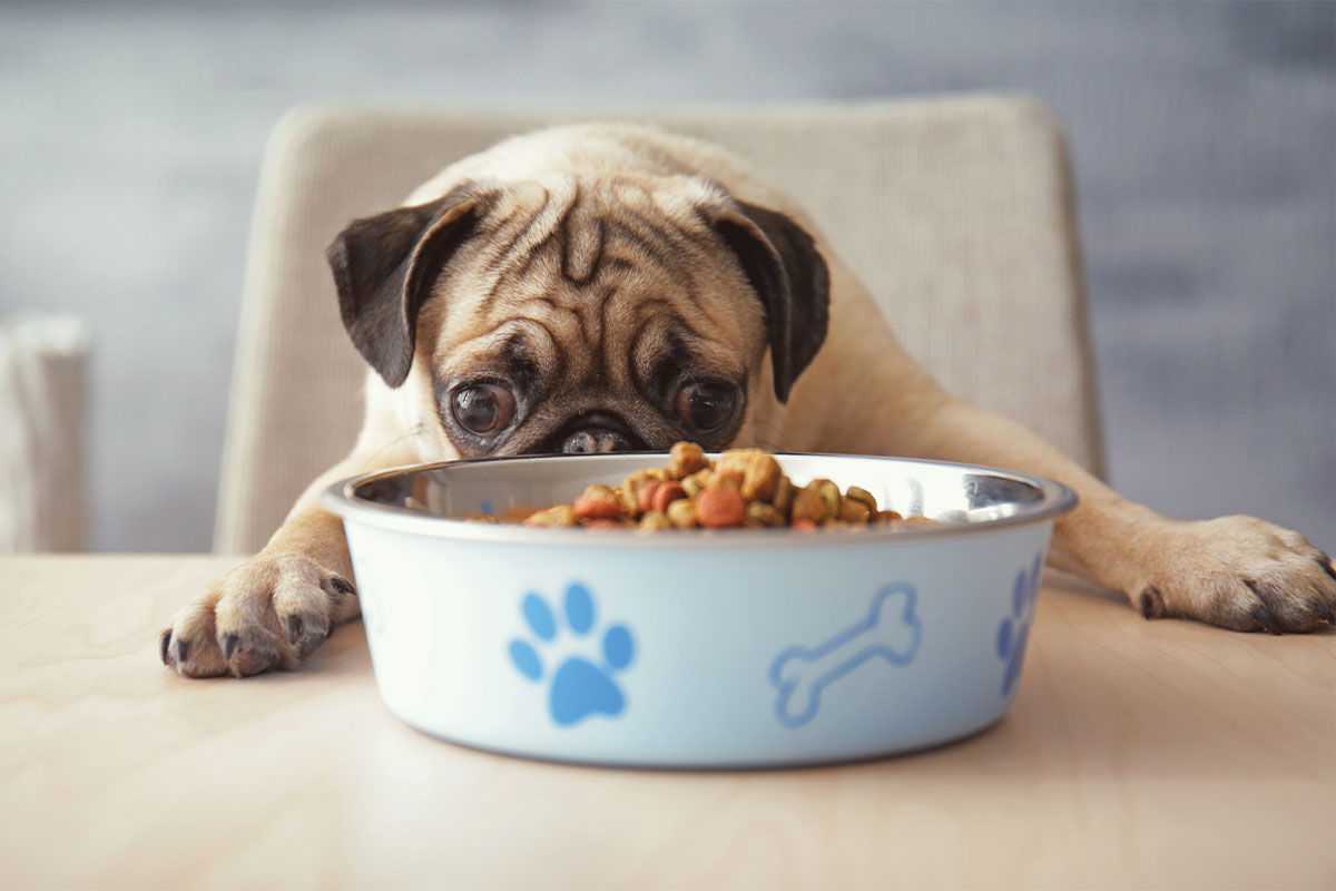 Dog eating pet food